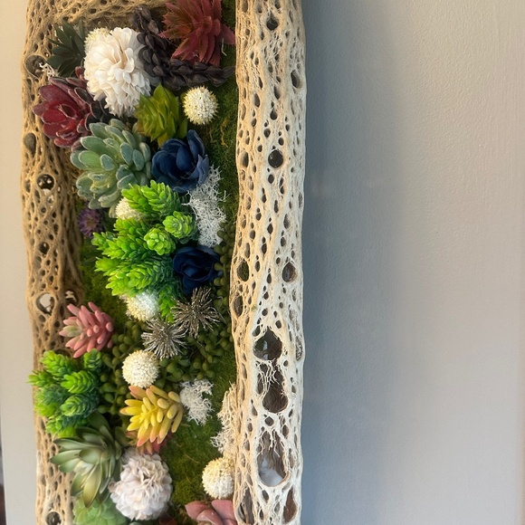 Handcrafted Succulent Wall Art – Teddy Bear Cholla Frame - Picture 1 of 6
